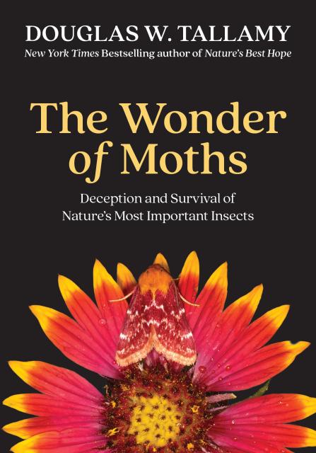 The Wonder of Moths